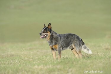 Chihuahua‑Australian Cattle Dog Mix: Size, Temperament, and Care Guide
