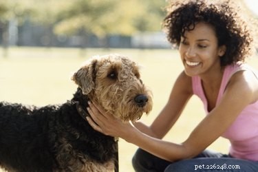 Top 10 Least Aggressive Dog Breeds for Peaceful Family Life
