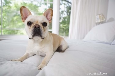 Top 10 Least Aggressive Dog Breeds for Peaceful Family Life