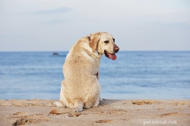 Top 10 Least Aggressive Dog Breeds for Peaceful Family Life
