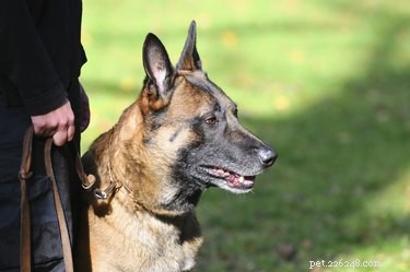 Belgian Malinois: The Loyal, Intelligent Working Dog