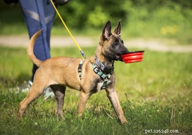 Belgian Malinois: The Loyal, Intelligent Working Dog