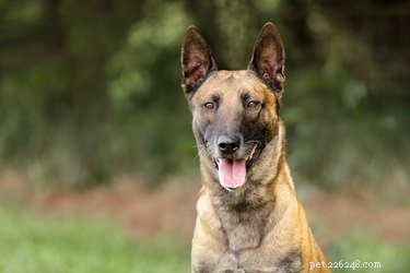 Belgian Malinois: The Loyal, Intelligent Working Dog