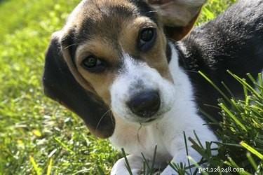 Best Dog Breeds for Living with Cats