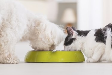 Best Dog Breeds for Living with Cats