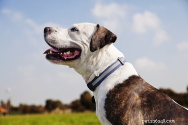 Best Dog Breeds for Living with Cats