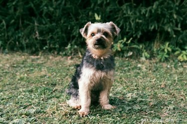 Real Life Expectancy of Miniature Yorkshire Terriers: A Reliable Guide