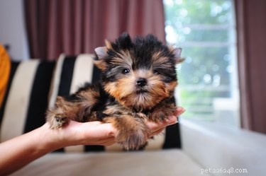 Real Life Expectancy of Miniature Yorkshire Terriers: A Reliable Guide