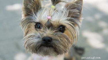 Real Life Expectancy of Miniature Yorkshire Terriers: A Reliable Guide