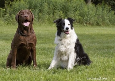 Border Collie–Labrador Mix: Traits, Training, & Care Guide