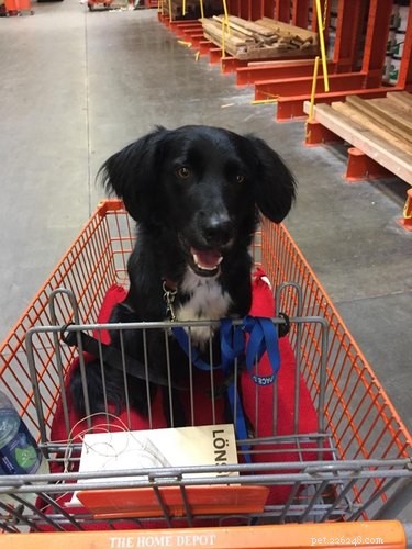 Border Collie–Labrador Mix: Traits, Training, & Care Guide