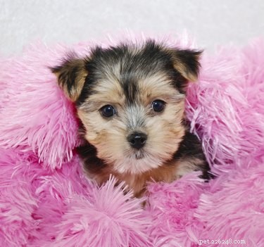 Yorkie-Maltese (Morkie) Dog Guide: Traits, Care, and Size