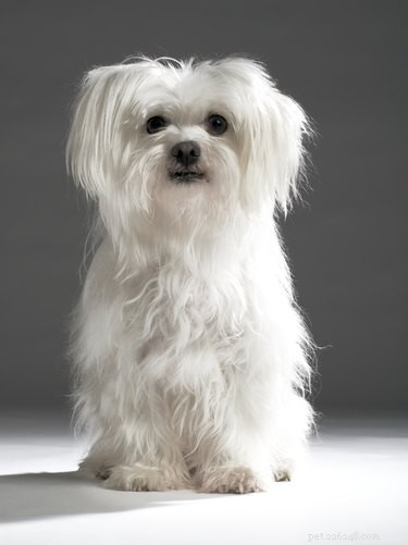 How Long Do Maltese Dogs Live? Expert Guide to Their Lifespan & Care