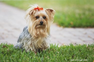 Yorkshire Terrier vs. Silky Terrier: Key Differences Explained