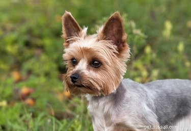 Yorkshire Terrier vs. Silky Terrier: Key Differences Explained