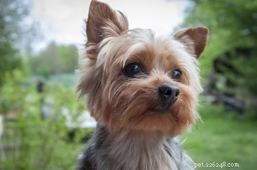 Yorkshire Terrier vs. Silky Terrier: Key Differences Explained