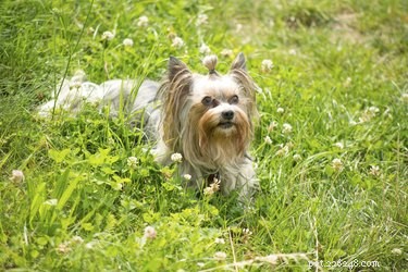 Yorkshire Terrier vs. Silky Terrier: Key Differences Explained
