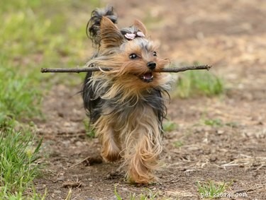 Yorkshire Terrier vs. Silky Terrier: Key Differences Explained
