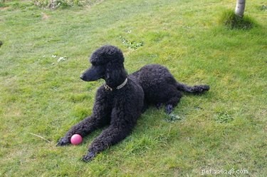 Dog Breeds With Hair Instead of Fur: A Comprehensive Guide