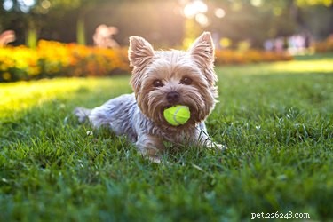 Dog Breeds With Hair Instead of Fur: A Comprehensive Guide