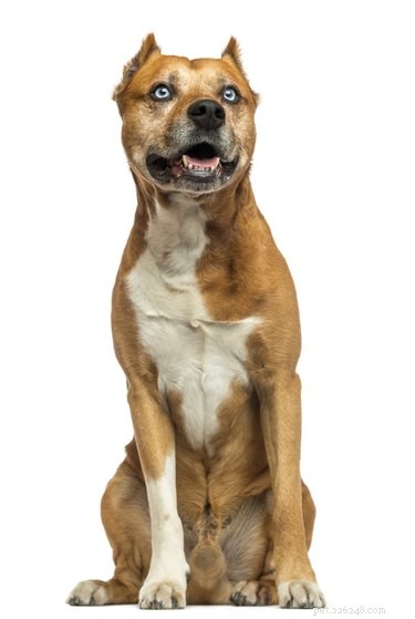 Pit Bull & Boxer Mix: Comprehensive Guide & Care Tips