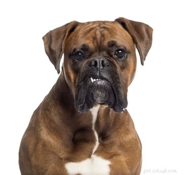 Pit Bull & Boxer Mix: Comprehensive Guide & Care Tips