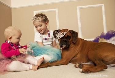 Pit Bull & Boxer Mix: Comprehensive Guide & Care Tips