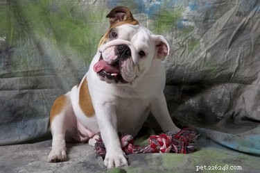 Top Dog Breeds Perfect for Indoor Living