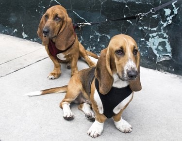 Top Dog Breeds Perfect for Indoor Living
