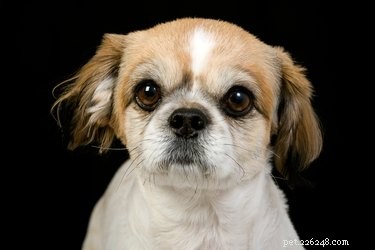 Top Dog Breeds Perfect for Indoor Living