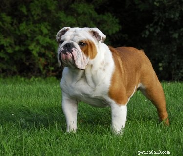 Top Dog Breeds Perfect for Indoor Living