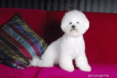 Bichon Yorkie (Yochon) Dog Facts: Appearance, Temperament & Care