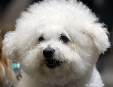 Top Dog Breeds That Coexist Harmoniously with Cats