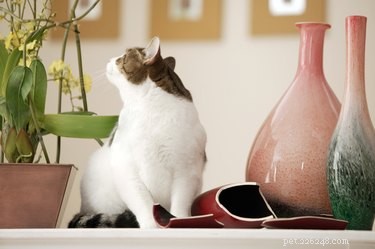 Top Dog Breeds That Coexist Harmoniously with Cats