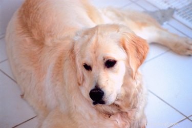 Top Dog Breeds That Coexist Harmoniously with Cats