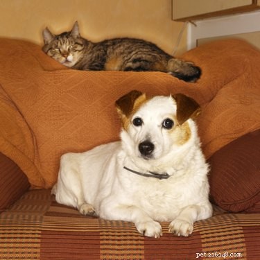 Top Dog Breeds That Coexist Harmoniously with Cats