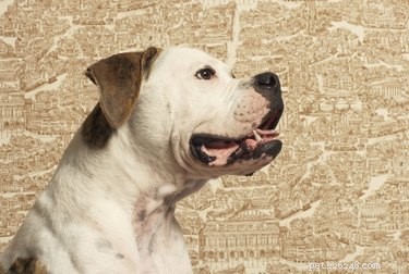Top Dog Breeds That Coexist Harmoniously with Cats