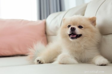 Teacup Pomeranians: Key Traits, Temperament, and Care Tips for a Healthy Life