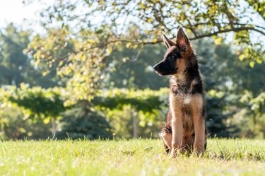 West vs. East German Shepherds: Key Differences Explained