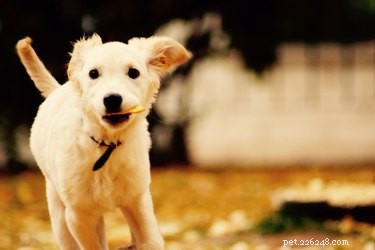 Identify Your Dog’s Purebred Status: A Trusted Guide
