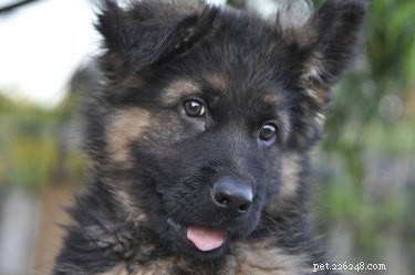 Purchasing a New Skete German Shepherd: A Complete Guide