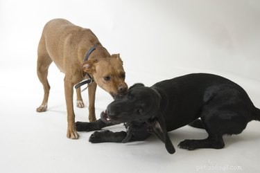 Kansas Pit Bull Ownership Regulations: Current Laws and Enforcement