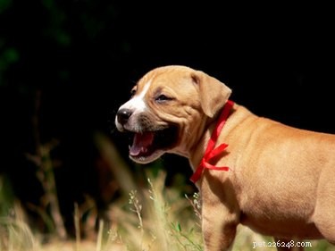 Kansas Pit Bull Ownership Regulations: Current Laws and Enforcement