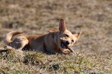 Essential Care Guide for Rat‑Cha (Chihuahua–Rat Terrier) Mixes