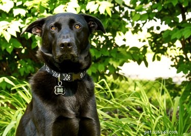 Life Expectancy of a German Shepherd/Black Lab Mix