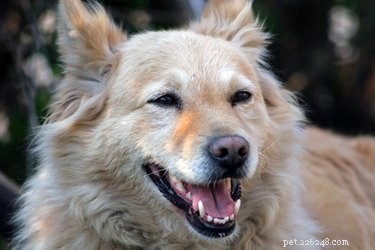 Discover Your Dog’s Breed with Accurate DNA Testing