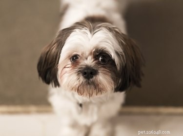 Shorkie (Yorkshire Terrier x Shih Tzu) Guide: Traits, Care, and Health