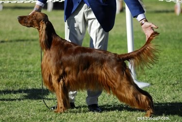 United States  Premier Dog Shows: A Guide to Excellence
