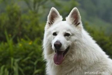 White German Shepherds: Price, Traits, and Buying Guide