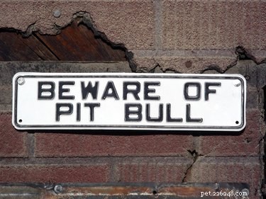 Identifying Pit Bull‑Like Breeds: What You Need to Know